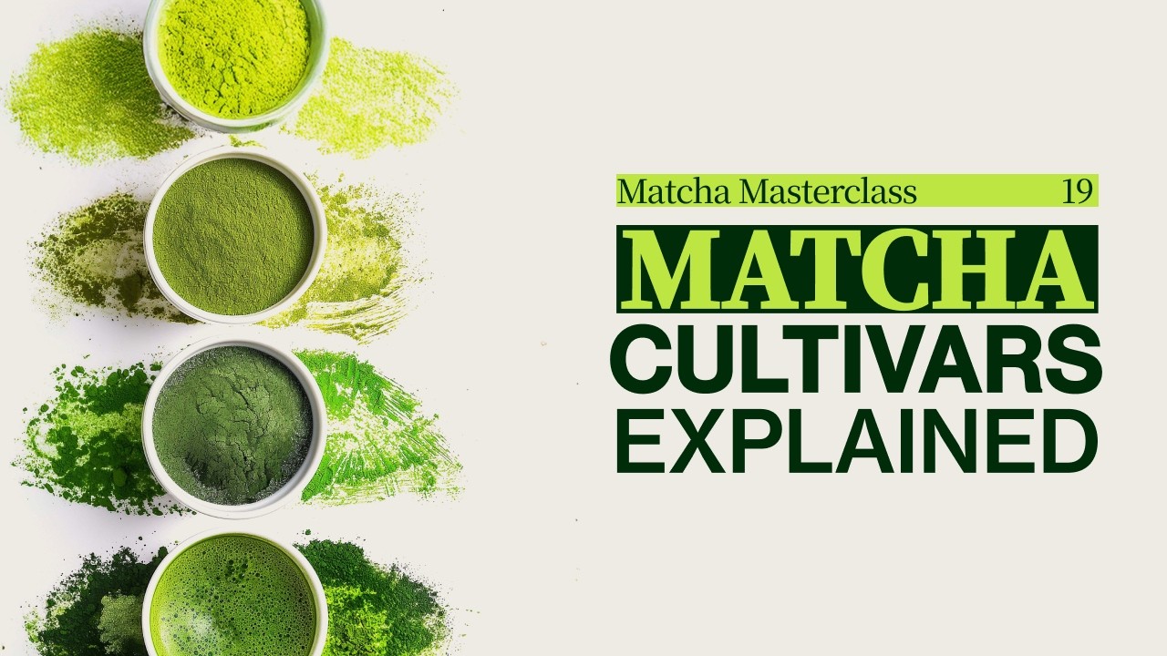 What are Matcha Cultivars? Matcha Cultivar Comparison and Single Cultivar Matcha
