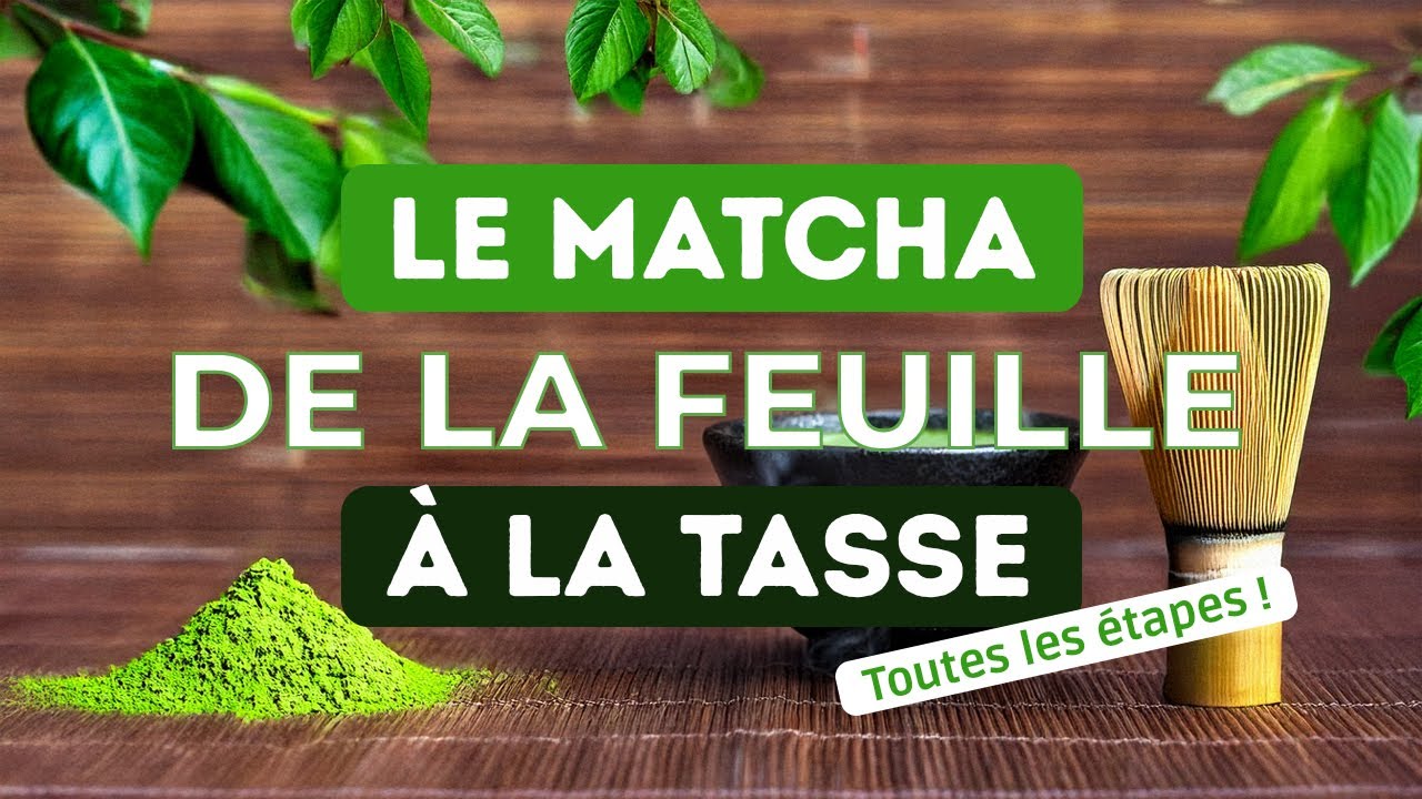 De la feuille à la tasse : Comment est fabriqué le MATCHA ? 🍵