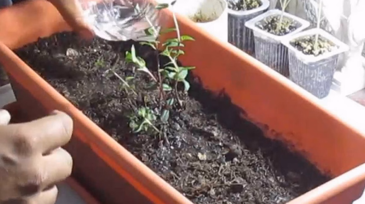Calendrier de semis : quand planter les légumes